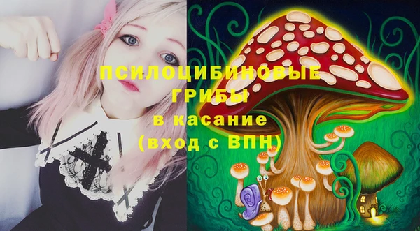 индика Ельня